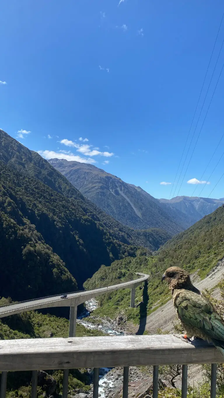 Kea at Otira Viaduct Lookout