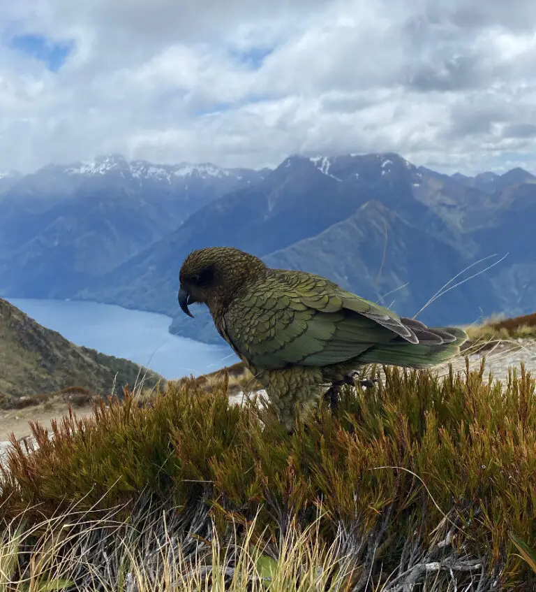 Kea