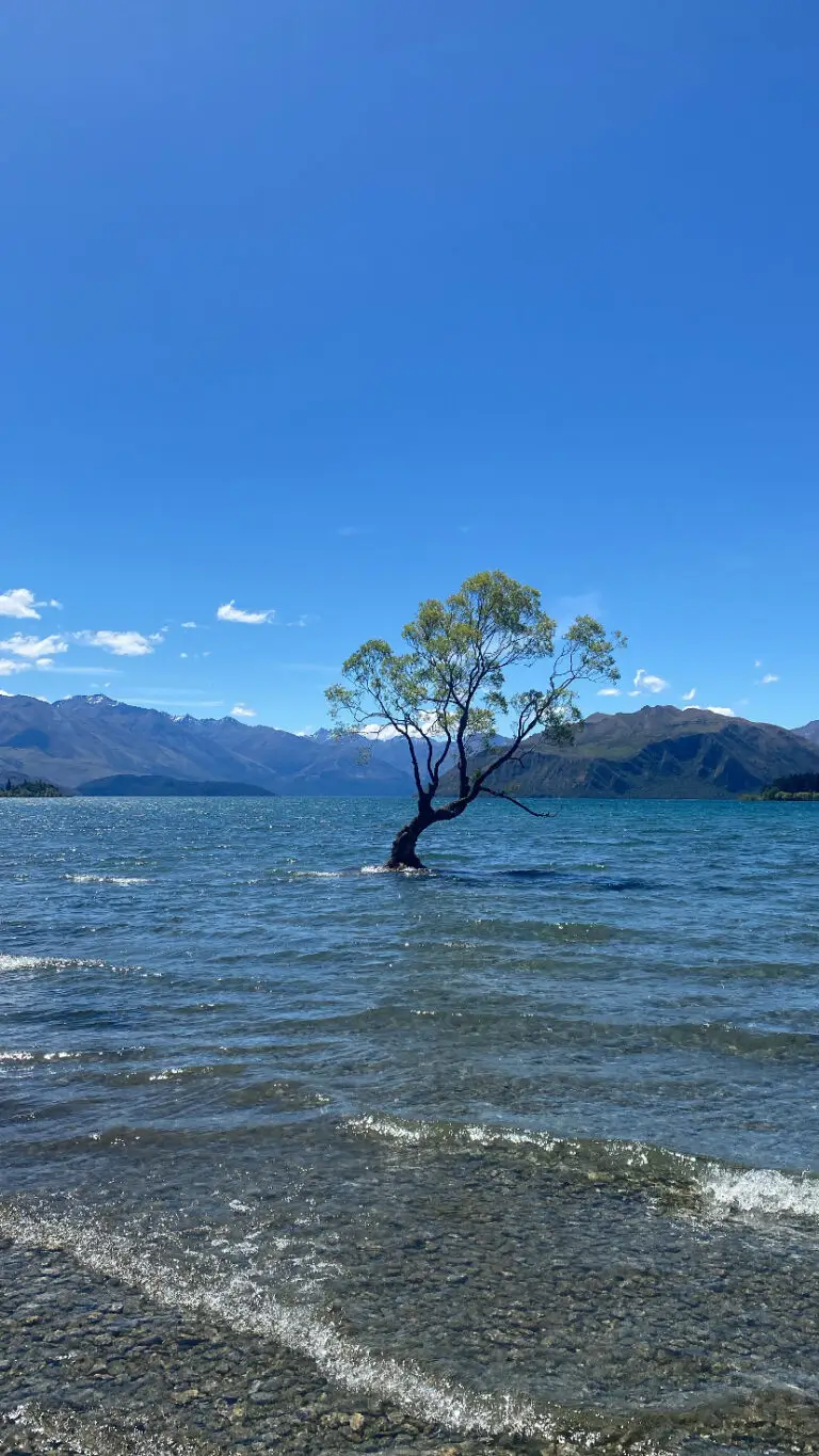 That Wānaka Tree