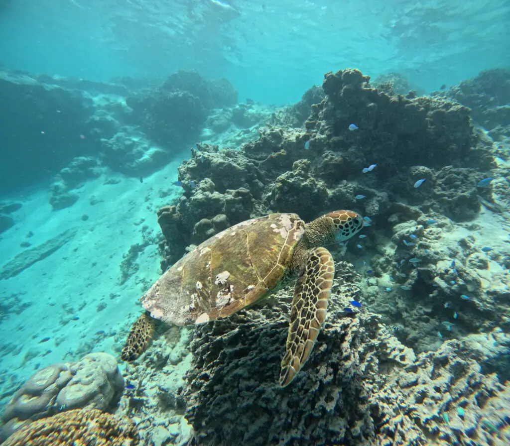 Turtle in the Avaavaroa passage