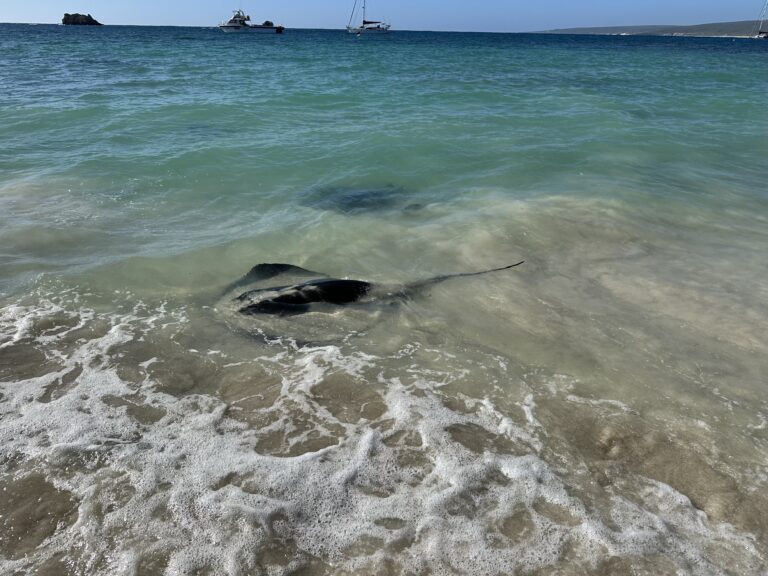 Stingray at Hamelin Bay