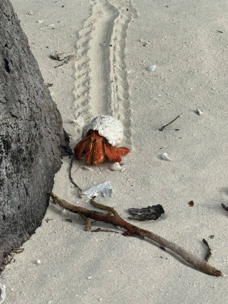 Hermit Crab on One Foot Island