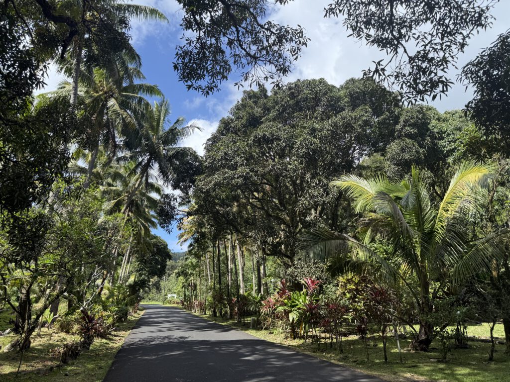 Flat road towards the Needle car park