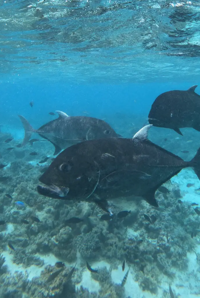 Giant Trevally in Aitutaki Lagoon