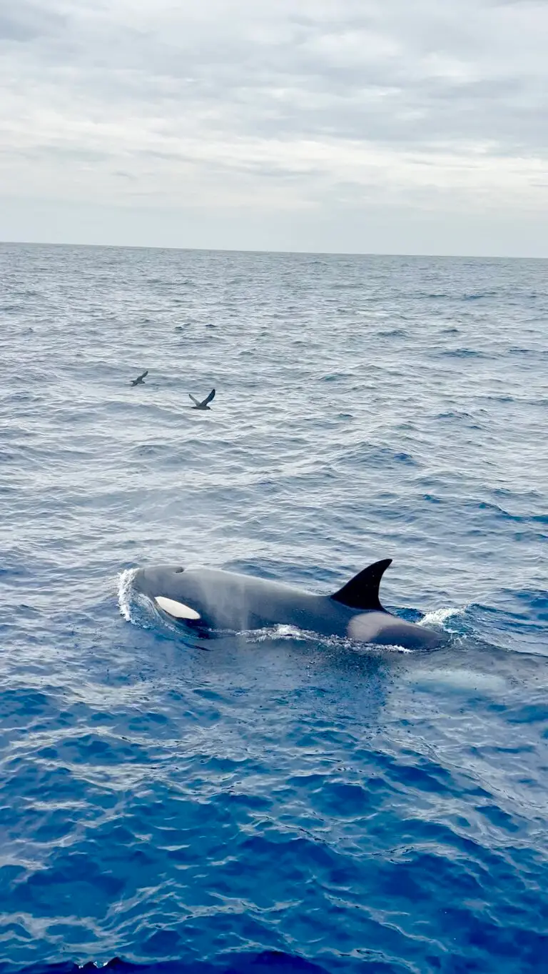 Orca in Bremer Bay