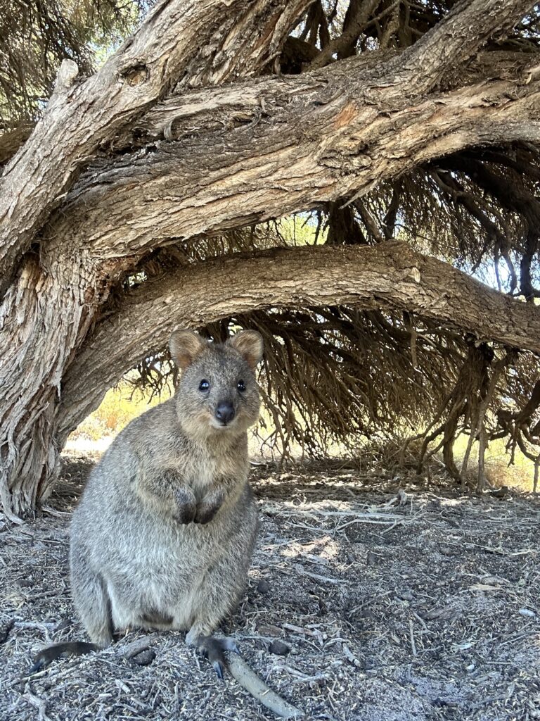 Quokka