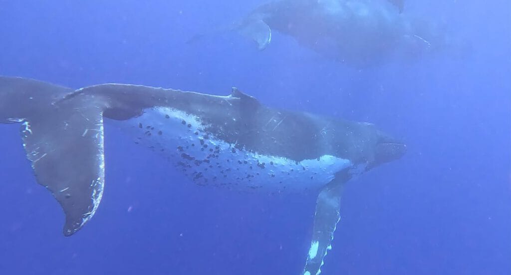 Whale swim Aitutaki