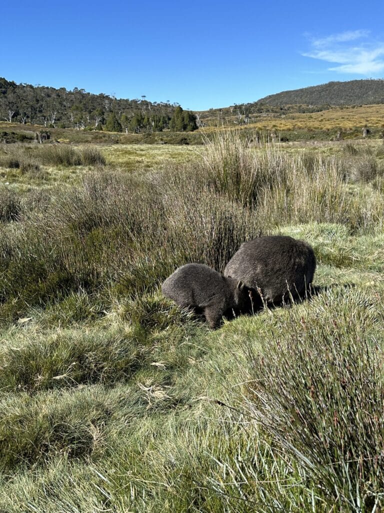 Wombats at Ronny Creek Cradle Mountain Tasmania