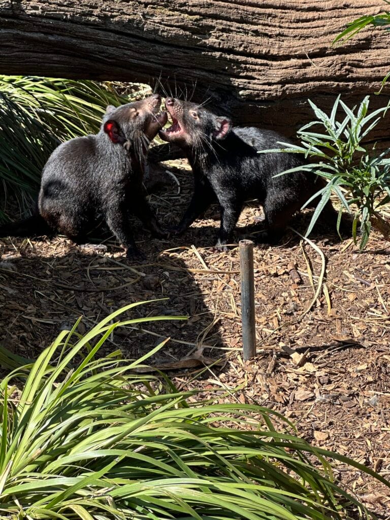 Tasmanian Devils Trowunna Tasmania