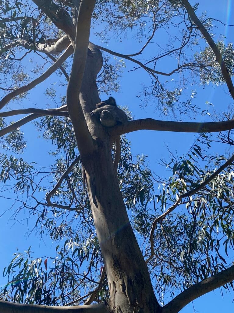 Koala at Kenneth River