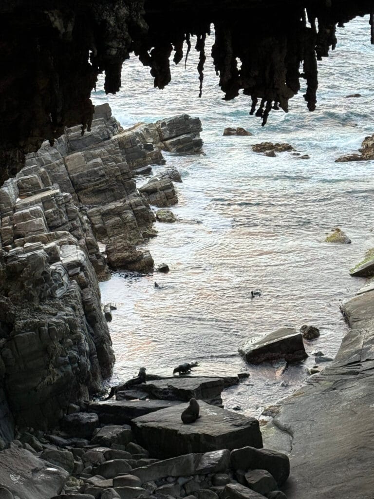 Fur Seals at Admiral Arch