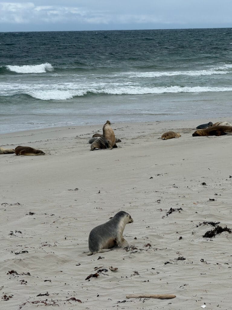 Seal Bay Kangaroo Island