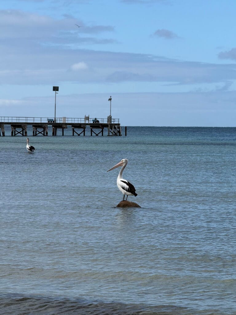 Pelican on American River