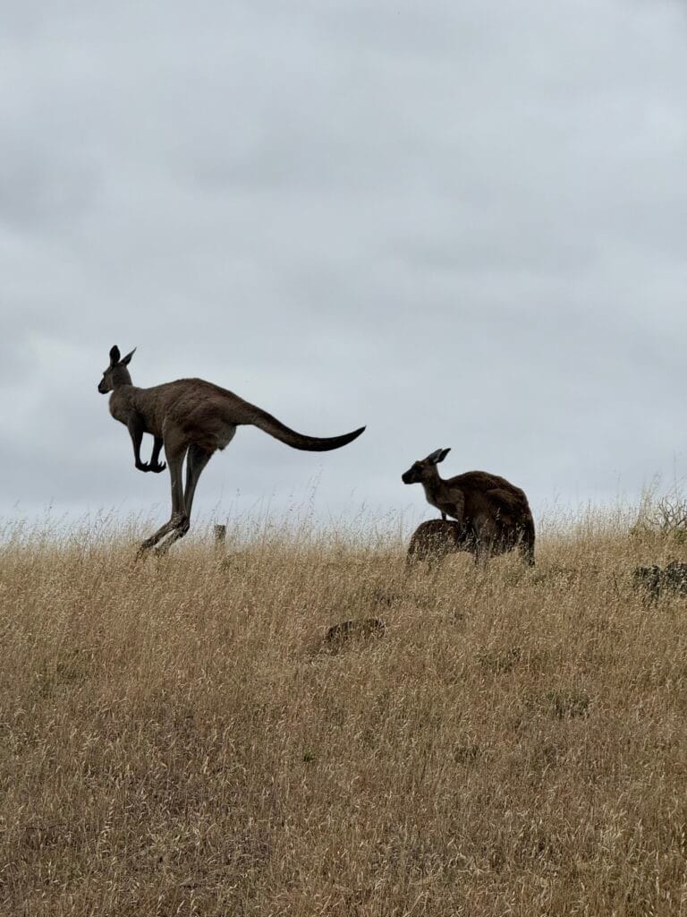 Kangaroos in Fleurieu