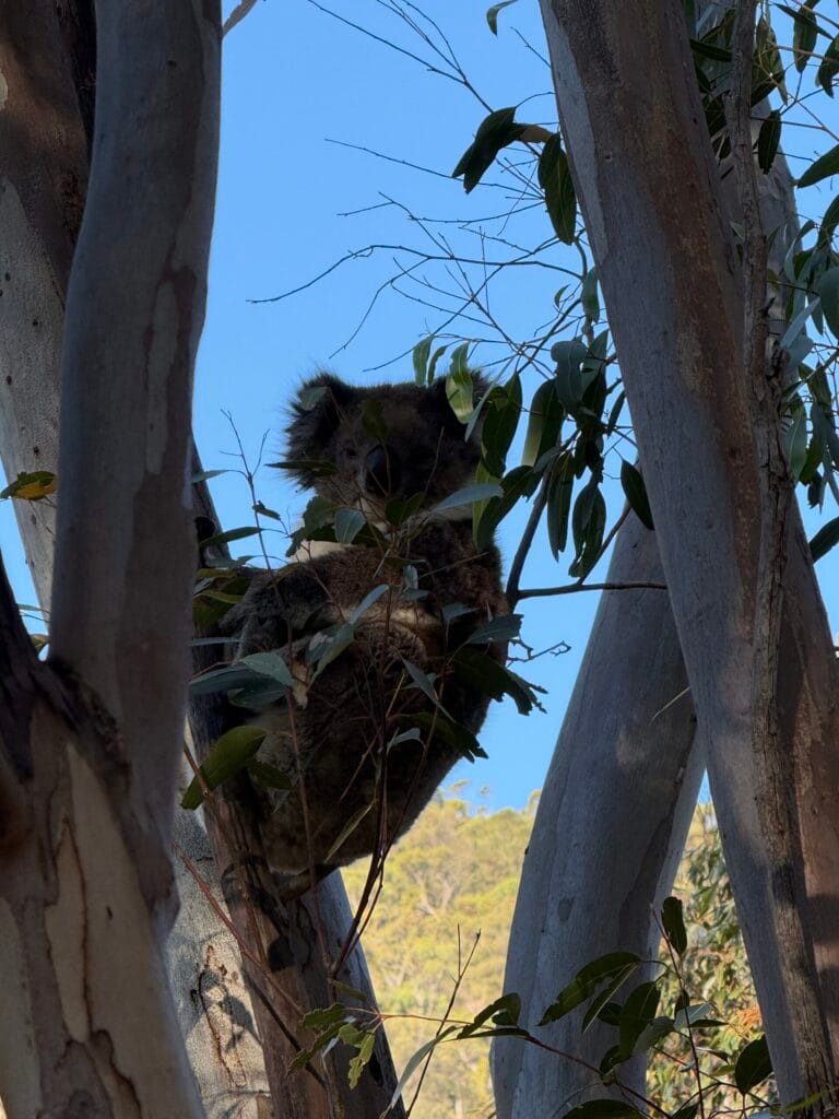 Koala in Mariolta Park