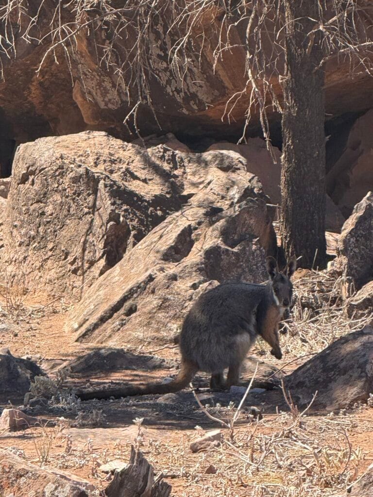 Yellow-Footed Rock Wallaby Brachina Gorge