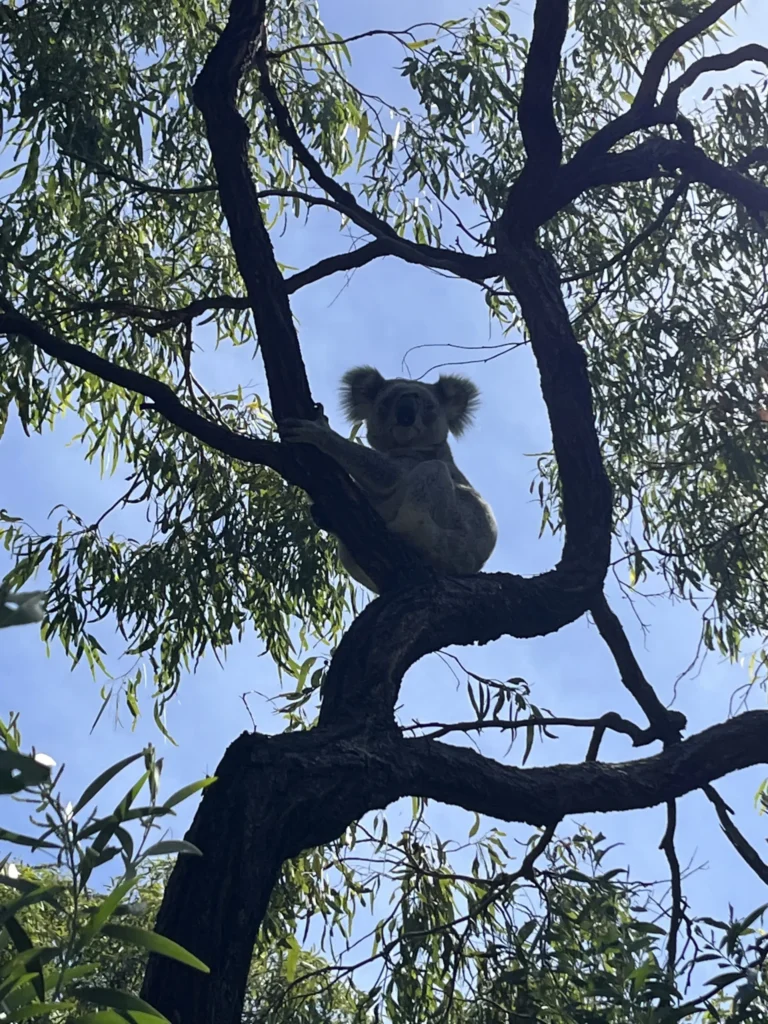 Koala on Magnetic Island