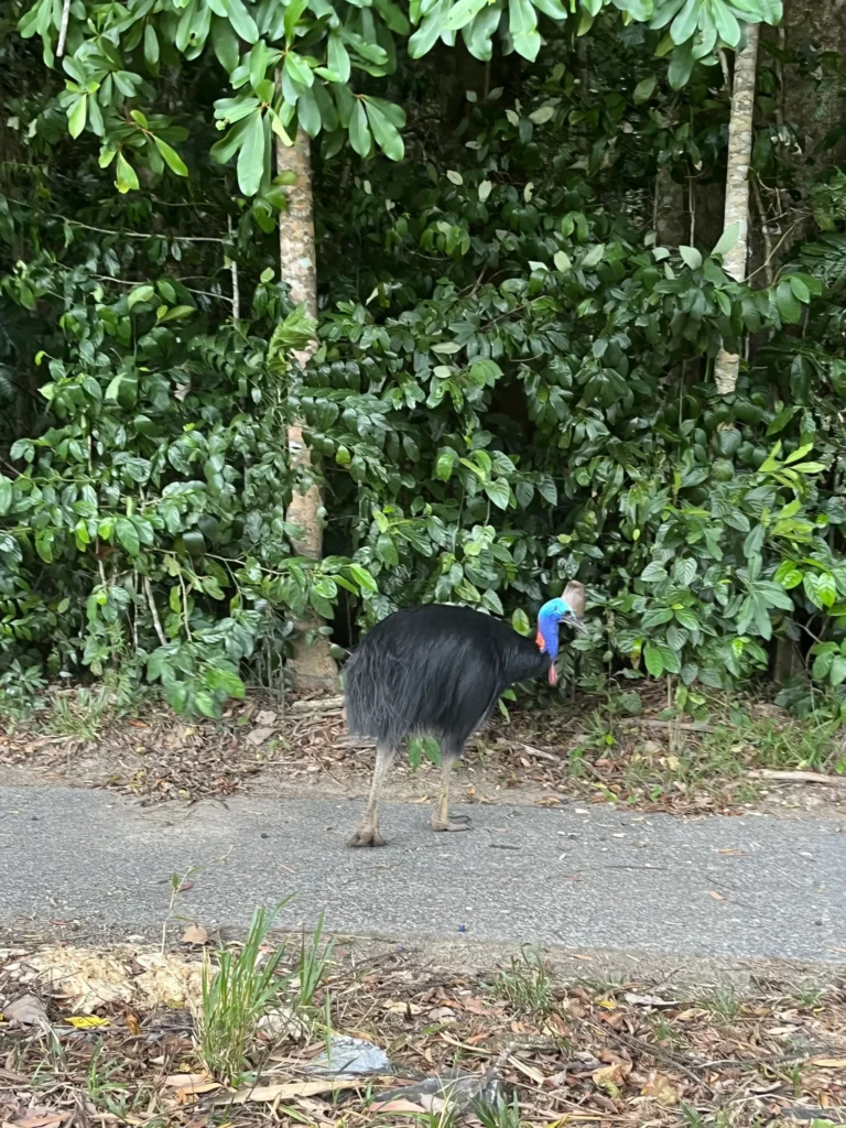 Cassowary in Daintree