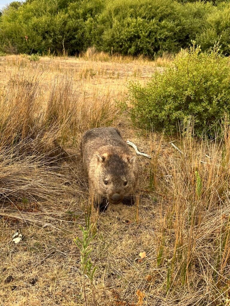 Wombat at Wilsons Promontory Wildlife Walk