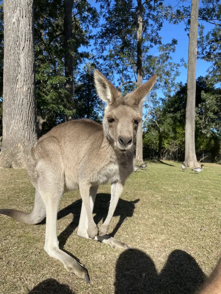 Kangaroo at Lone Pine Sanctuary