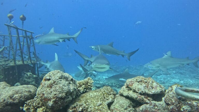 Bull Shark Dive Kuata