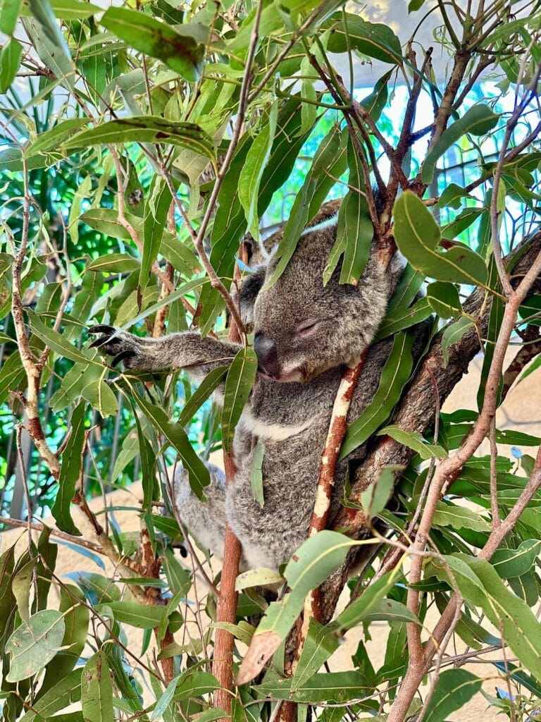 Koala in Noosa