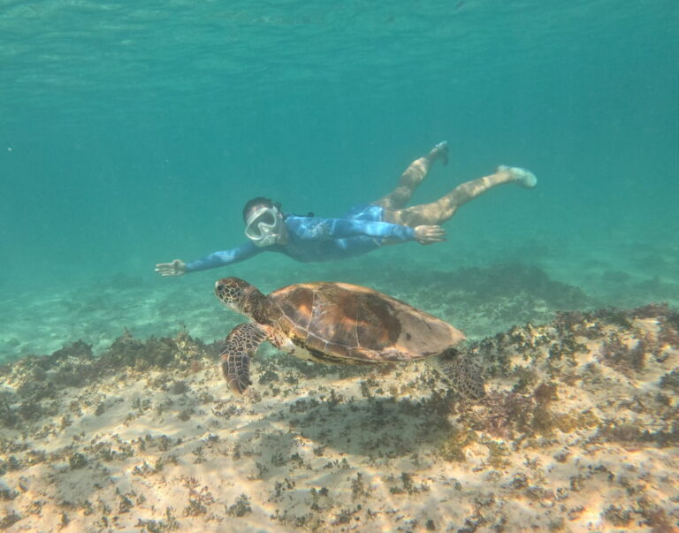 Turtle at Osprey Bay