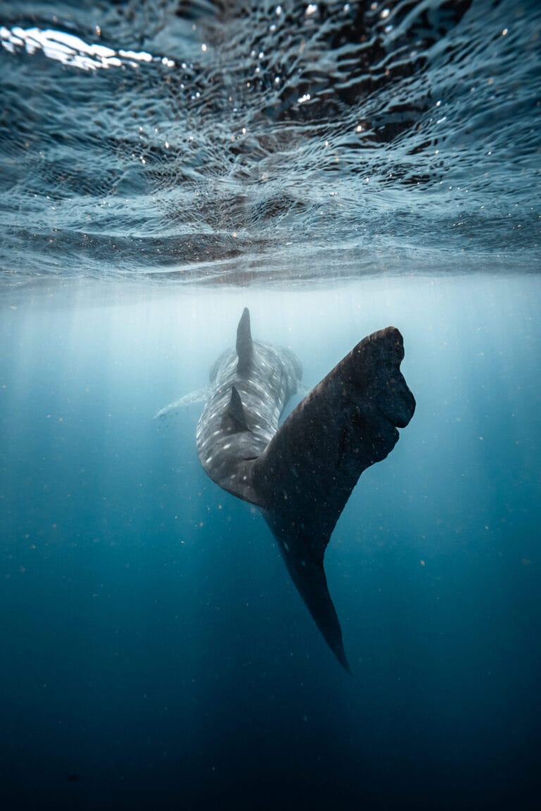 Whale Shark Exmouth