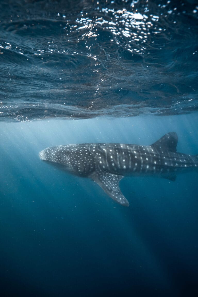 Whale Shark Exmouth