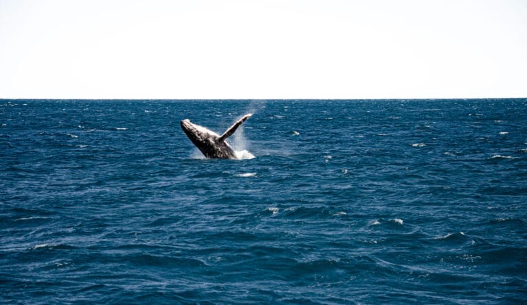 Humpback Whale at Quobba Blowholes